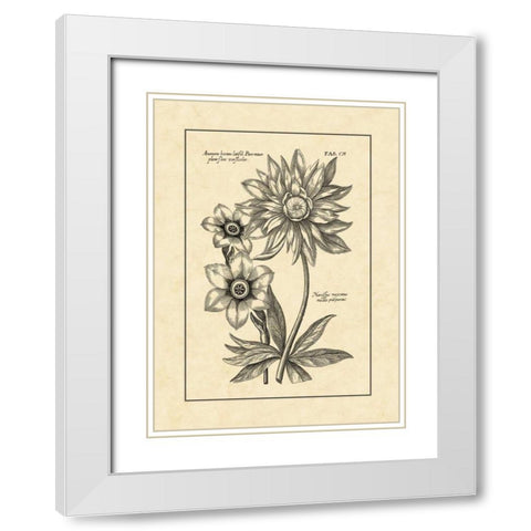 Vintage Besler I White Modern Wood Framed Art Print with Double Matting by Besler, Basilius