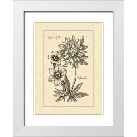 Vintage Besler I White Modern Wood Framed Art Print with Double Matting by Besler, Basilius