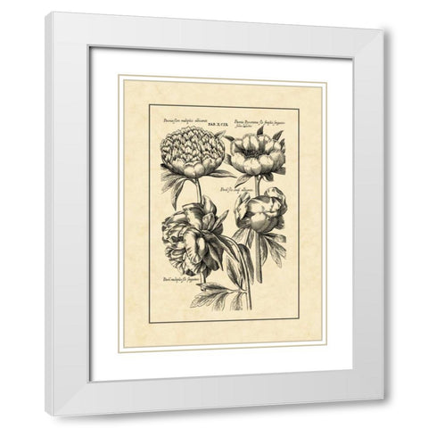 Vintage Besler II White Modern Wood Framed Art Print with Double Matting by Besler, Basilius