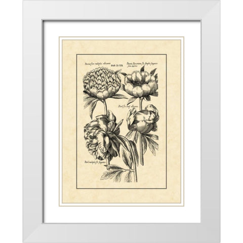 Vintage Besler II White Modern Wood Framed Art Print with Double Matting by Besler, Basilius