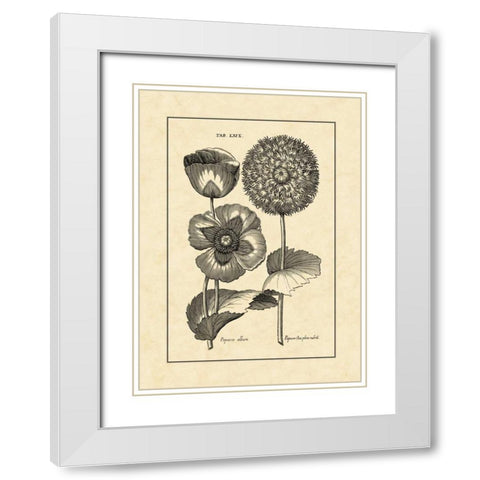 Vintage Besler III White Modern Wood Framed Art Print with Double Matting by Besler, Basilius