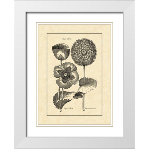 Vintage Besler III White Modern Wood Framed Art Print with Double Matting by Besler, Basilius