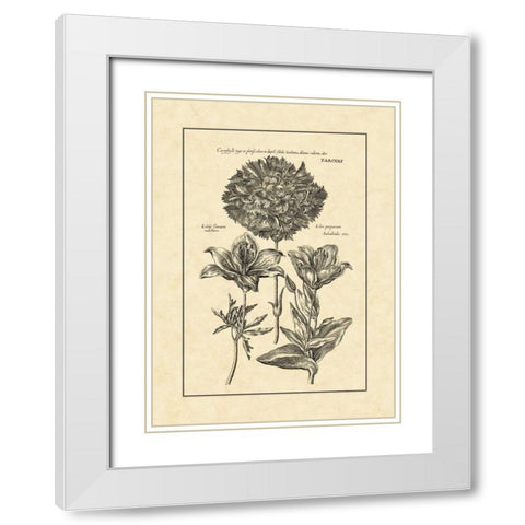 Vintage Besler IV White Modern Wood Framed Art Print with Double Matting by Besler, Basilius