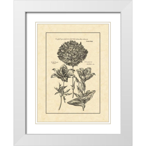 Vintage Besler IV White Modern Wood Framed Art Print with Double Matting by Besler, Basilius