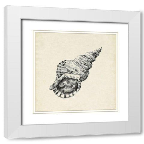 Seashell Pencil Sketch I White Modern Wood Framed Art Print with Double Matting by Caroline, Emma
