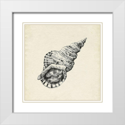 Seashell Pencil Sketch I White Modern Wood Framed Art Print with Double Matting by Caroline, Emma