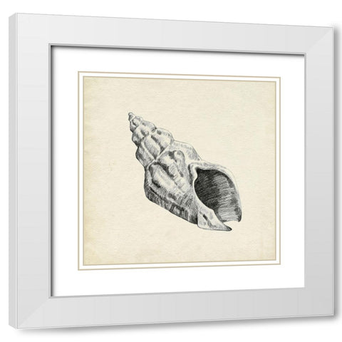 Seashell Pencil Sketch II White Modern Wood Framed Art Print with Double Matting by Caroline, Emma