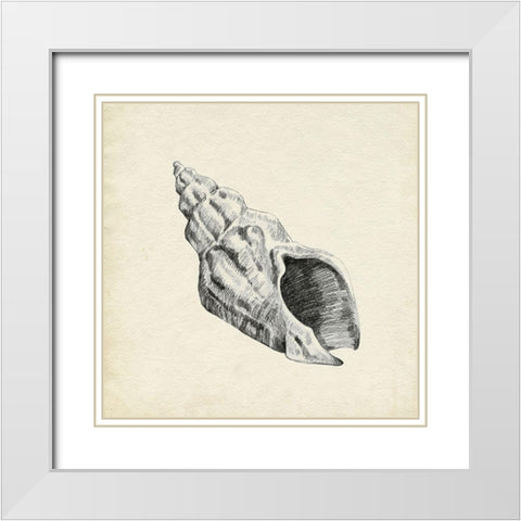 Seashell Pencil Sketch II White Modern Wood Framed Art Print with Double Matting by Caroline, Emma