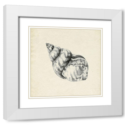 Seashell Pencil Sketch III White Modern Wood Framed Art Print with Double Matting by Caroline, Emma