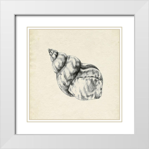 Seashell Pencil Sketch III White Modern Wood Framed Art Print with Double Matting by Caroline, Emma
