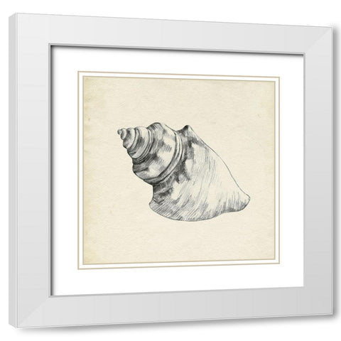 Seashell Pencil Sketch IV White Modern Wood Framed Art Print with Double Matting by Caroline, Emma