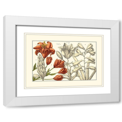 Embellished Arena Botanical I White Modern Wood Framed Art Print with Double Matting by Arena