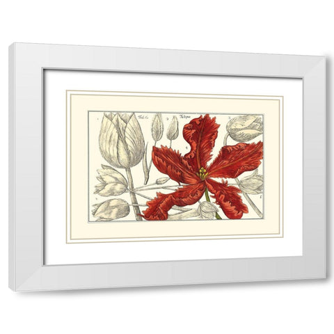 Embellished Arena Botanical III White Modern Wood Framed Art Print with Double Matting by Arena