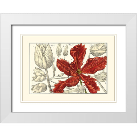 Embellished Arena Botanical III White Modern Wood Framed Art Print with Double Matting by Arena