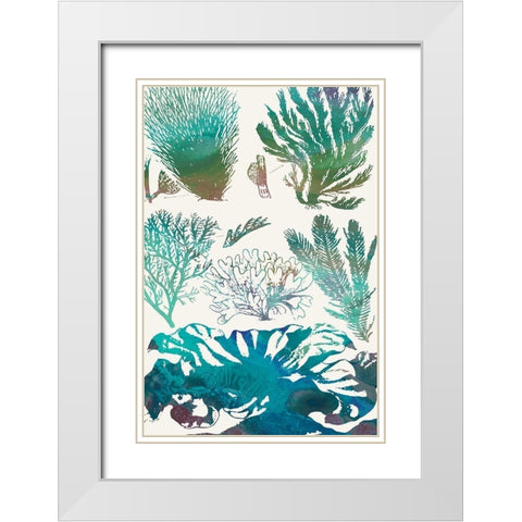 Aquatic Assemblage II White Modern Wood Framed Art Print with Double Matting by Chandler, Sharon