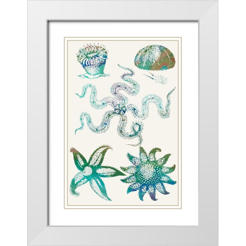 Aquatic Assemblage VII White Modern Wood Framed Art Print with Double Matting by Chandler, Sharon
