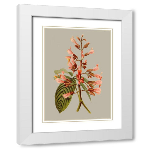 Botanical Array I White Modern Wood Framed Art Print with Double Matting by Vision Studio