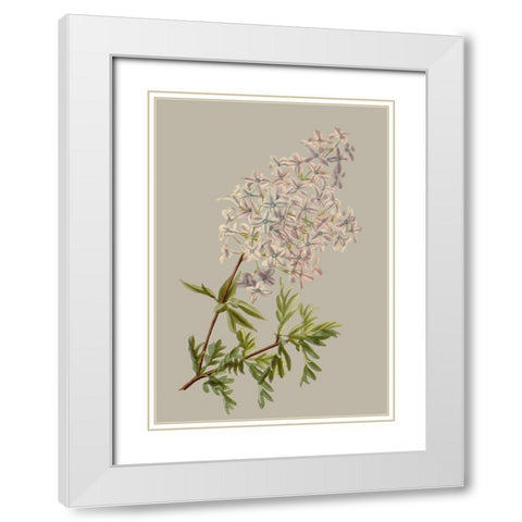 Botanical Array II White Modern Wood Framed Art Print with Double Matting by Vision Studio