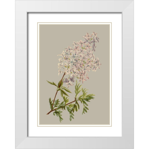 Botanical Array II White Modern Wood Framed Art Print with Double Matting by Vision Studio