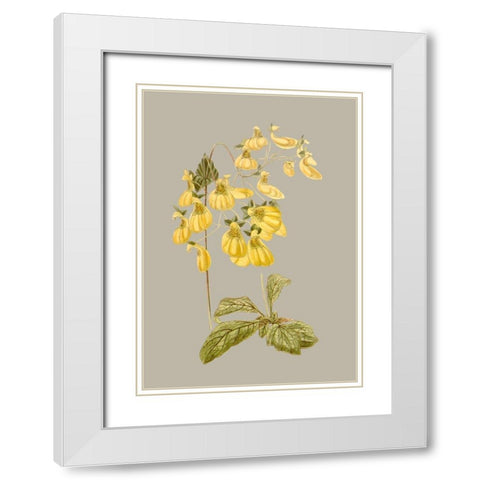 Botanical Array III White Modern Wood Framed Art Print with Double Matting by Vision Studio