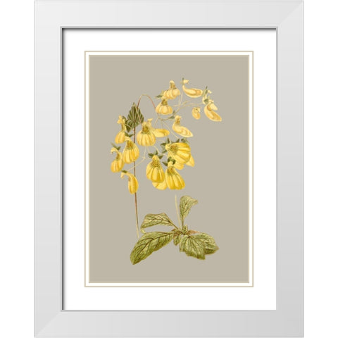 Botanical Array III White Modern Wood Framed Art Print with Double Matting by Vision Studio