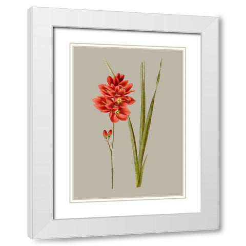 Botanical Array IV White Modern Wood Framed Art Print with Double Matting by Vision Studio