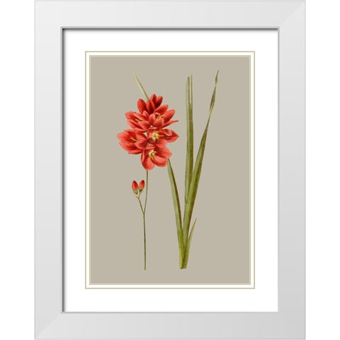 Botanical Array IV White Modern Wood Framed Art Print with Double Matting by Vision Studio