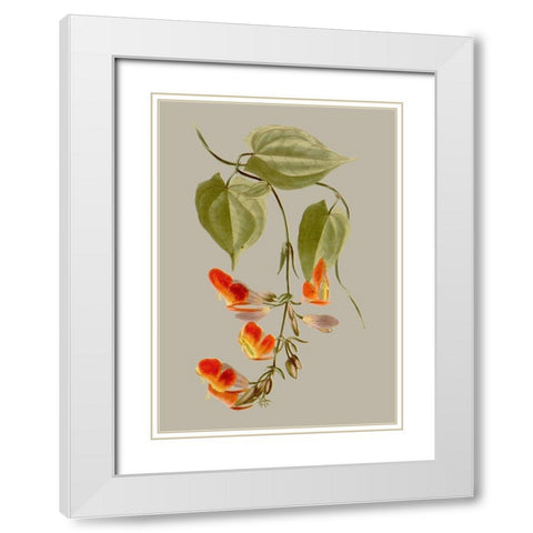 Botanical Array VI White Modern Wood Framed Art Print with Double Matting by Vision Studio