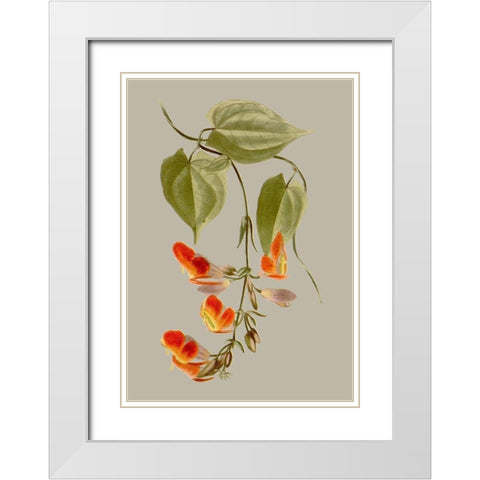 Botanical Array VI White Modern Wood Framed Art Print with Double Matting by Vision Studio