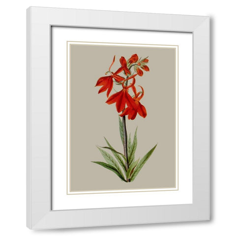 Botanical Array VII White Modern Wood Framed Art Print with Double Matting by Vision Studio