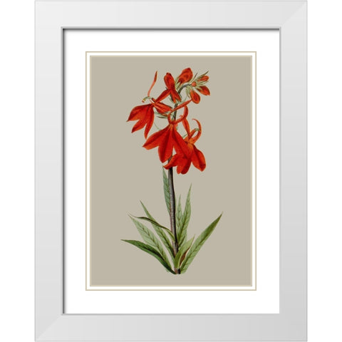 Botanical Array VII White Modern Wood Framed Art Print with Double Matting by Vision Studio