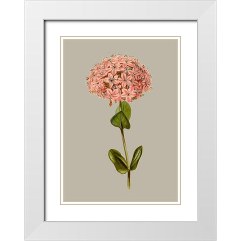 Botanical Array VIII White Modern Wood Framed Art Print with Double Matting by Vision Studio