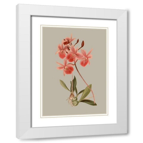 Botanical Array IX White Modern Wood Framed Art Print with Double Matting by Vision Studio