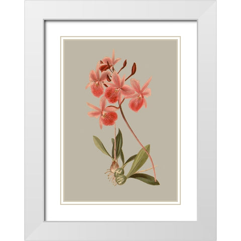Botanical Array IX White Modern Wood Framed Art Print with Double Matting by Vision Studio