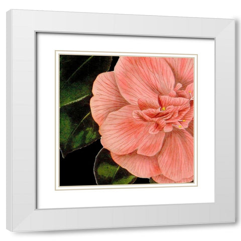 Dramatic Camellia I White Modern Wood Framed Art Print with Double Matting by Vision Studio