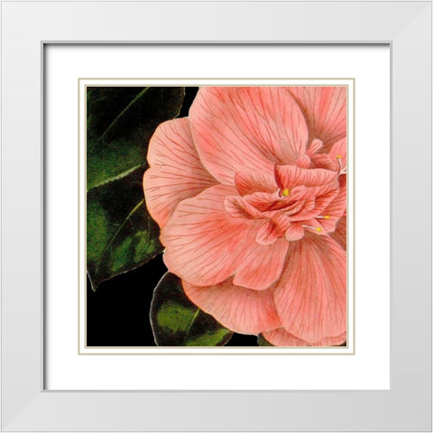 Dramatic Camellia I White Modern Wood Framed Art Print with Double Matting by Vision Studio