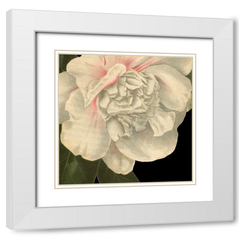 Dramatic Camellia II White Modern Wood Framed Art Print with Double Matting by Vision Studio