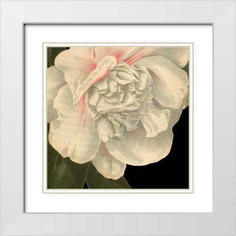 Dramatic Camellia II White Modern Wood Framed Art Print with Double Matting by Vision Studio