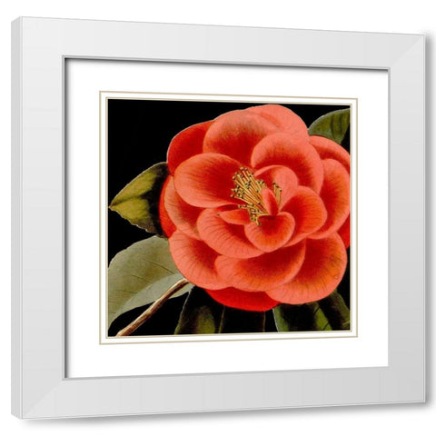 Dramatic Camellia III White Modern Wood Framed Art Print with Double Matting by Vision Studio