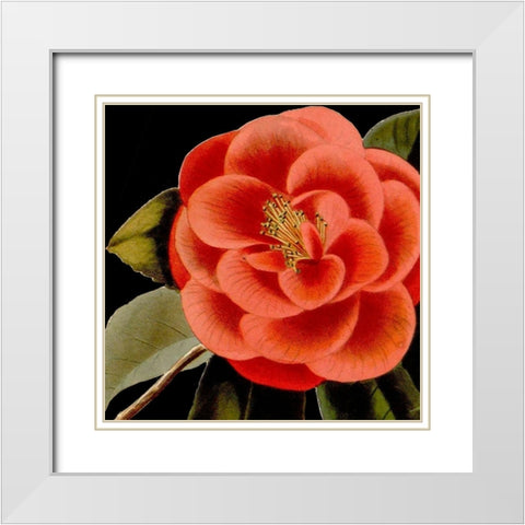 Dramatic Camellia III White Modern Wood Framed Art Print with Double Matting by Vision Studio