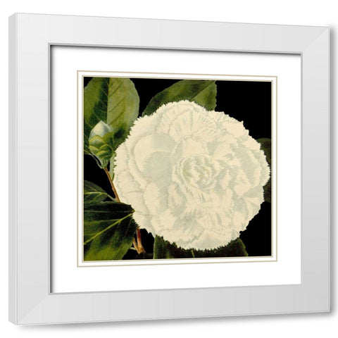 Dramatic Camellia IV White Modern Wood Framed Art Print with Double Matting by Vision Studio