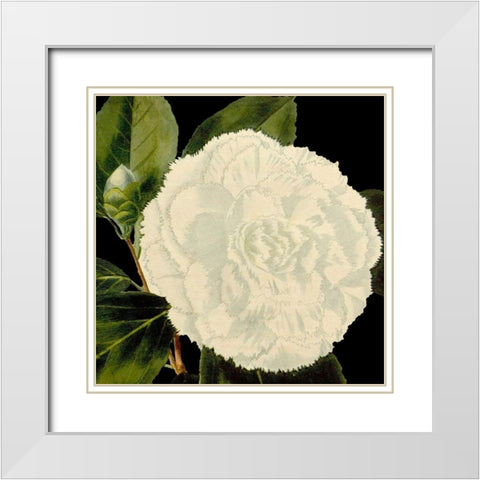 Dramatic Camellia IV White Modern Wood Framed Art Print with Double Matting by Vision Studio