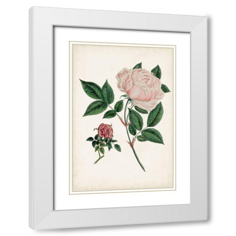 Vintage Rose Clippings I White Modern Wood Framed Art Print with Double Matting by Vision Studio