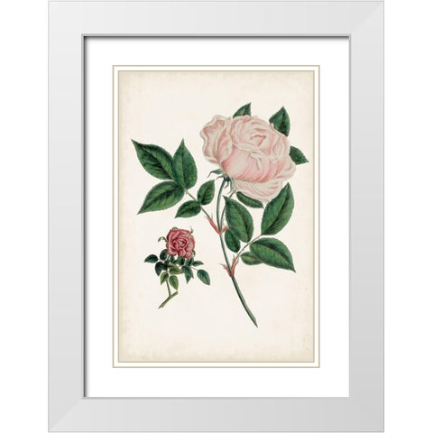 Vintage Rose Clippings I White Modern Wood Framed Art Print with Double Matting by Vision Studio