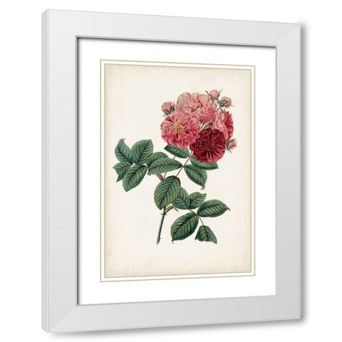 Vintage Rose Clippings III White Modern Wood Framed Art Print with Double Matting by Vision Studio