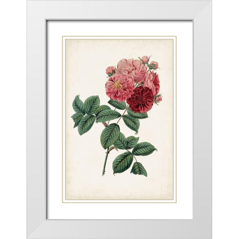 Vintage Rose Clippings III White Modern Wood Framed Art Print with Double Matting by Vision Studio