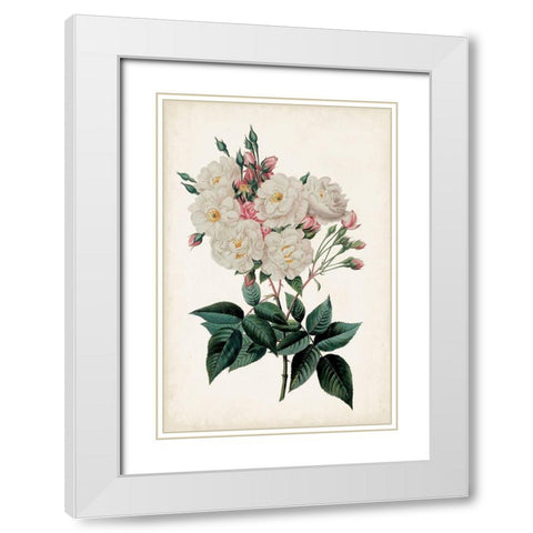 Vintage Rose Clippings IV White Modern Wood Framed Art Print with Double Matting by Vision Studio