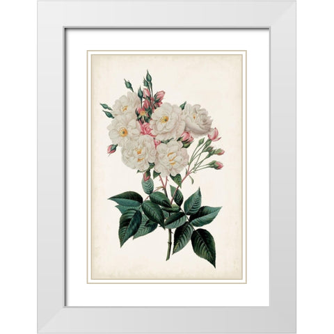 Vintage Rose Clippings IV White Modern Wood Framed Art Print with Double Matting by Vision Studio