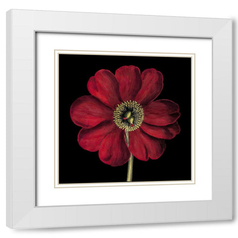 Dramatic Blooms I White Modern Wood Framed Art Print with Double Matting by Vision Studio