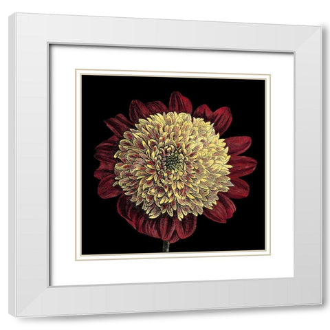 Dramatic Blooms II White Modern Wood Framed Art Print with Double Matting by Vision Studio